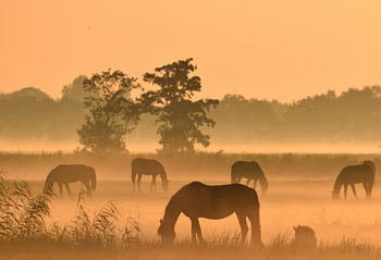 Paarden bij zonsopkomst