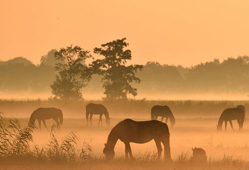 Paarden bij zonsopkomst