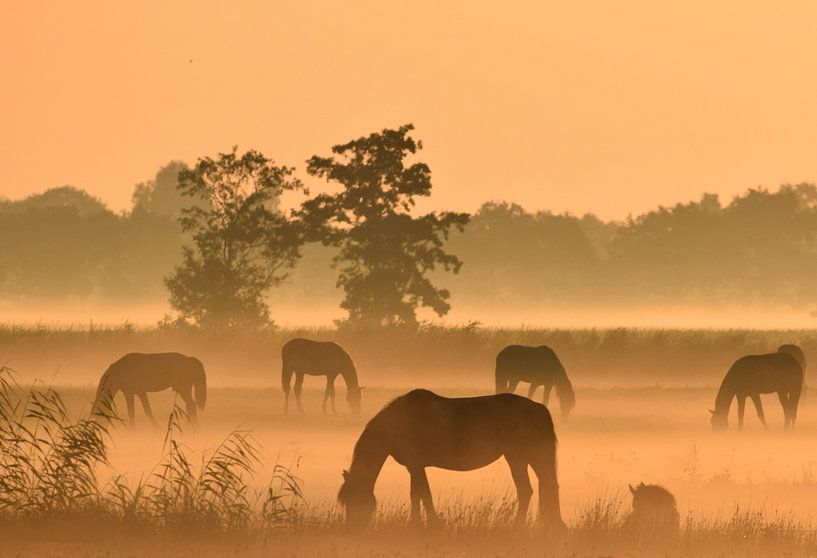 Paarden bij zonsopkomst van Jitske Van der gaast