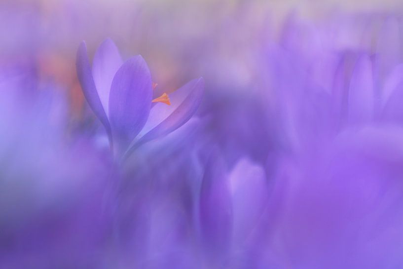 crocus par Remco loeffen