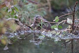 jonge Europese bever Zwabische Alb Baden Wuerttemberg Duitsland