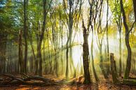 Sonnenstrahlen brechen durch die Bäume von Lars van de Goor Miniaturansicht