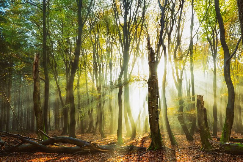 Sonnenstrahlen brechen durch die Bäume von Lars van de Goor