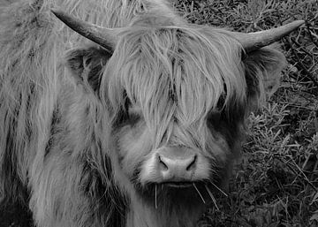 Scottish Highlanders Young Food by Truckpowerr