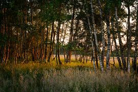 Das Gildehauser Venn in der Abendsonne von Edith Albuschat