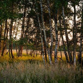 Das Gildehauser Venn in der Abendsonne von Edith Albuschat