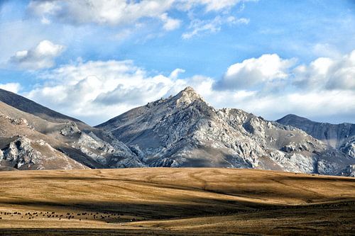 Herd of grazing sheep in front of the Son Kul plateau, Kyrgyzstan