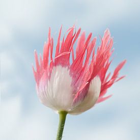 Rose weiße Tulpe von Anjo Kan