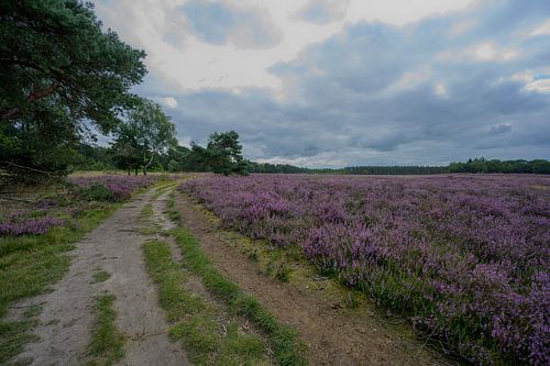 Ginkelse heide in bloei