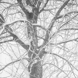 Stille nach dem Schnee von Ingrid de Vos - Boom
