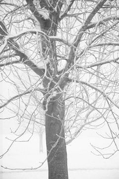 Stille nach dem Schnee