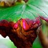 Begin van de herfst, close-up van een blaadje van André van Bel