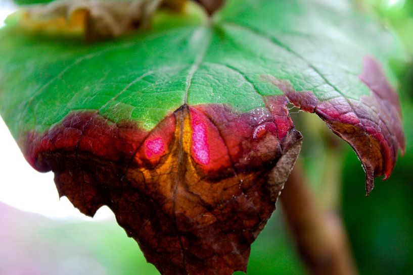 Begin van de herfst, close-up van een blaadje van André van Bel