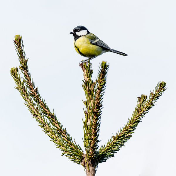 Merry Great Tit by Fotografie Jeronimo