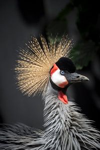 Portret van een kraanvogel