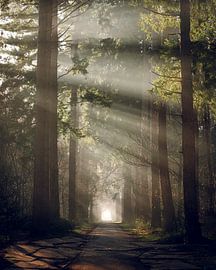 Tillegembos von Lisa Dumon