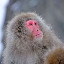 Snow monkey 1 van Ewald Verholt