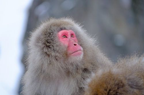 Snow monkey 1