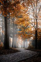 Goldener Pfad
