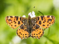 Carte géographique (Araschnia levana), papillon du printemps