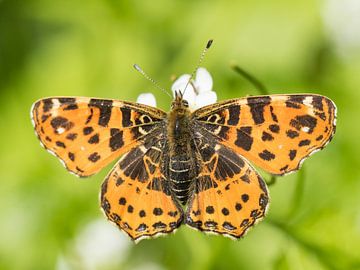 Landkärtchen (Araschnia levana), Schmetterling des Frühlings von Jacob Molenaar