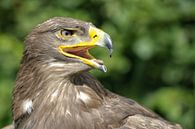 Kop van een roofvogel van Rene du Chatenier thumbnail