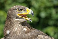 Kop van een roofvogel