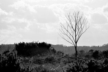 A landscape of the Veluwe