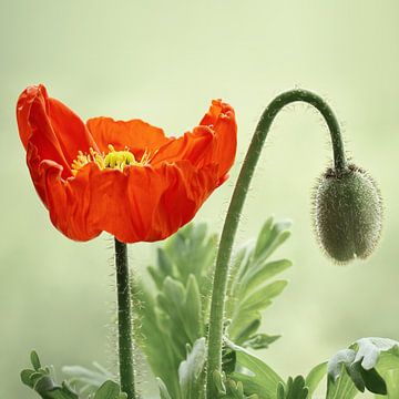 Mohnblume von Violetta Honkisz