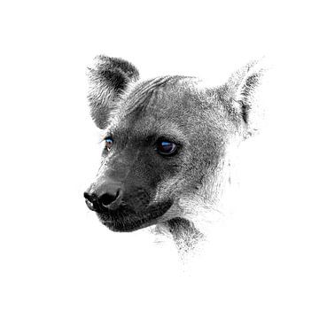 Hyena - Krugerpark van Mario Severi