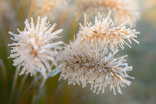 La beauté délicate de la fin de l'automne
