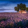 Lavendelfeld in der Provence in Frankreich. von Voss Fine Art Fotografie