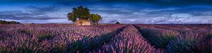 Lavendelfeld in der Provence in Frankreich.
