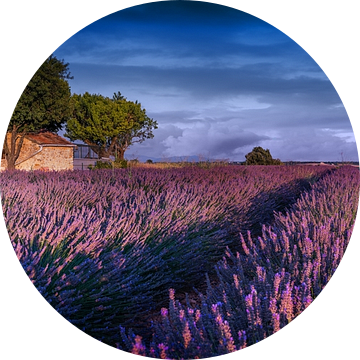 Lavendelveld in de Provence, Frankrijk. van Voss Fine Art Fotografie