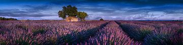Lavender field in Provence in France.