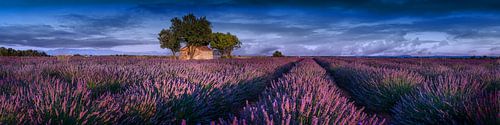 Lavendelveld in de Provence, Frankrijk.