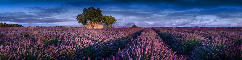 Champ de lavande en Provence, France. par Voss Fine Art Fotografie