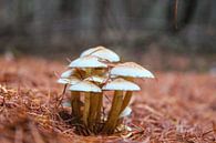 Groepje paddenstoelen van Leonie . thumbnail
