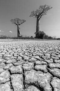 Baobabs du désert en noir et blanc sur Dennis van de Water