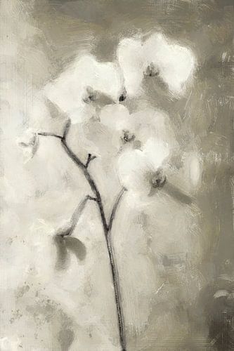 Orchidée blanche | Taupe