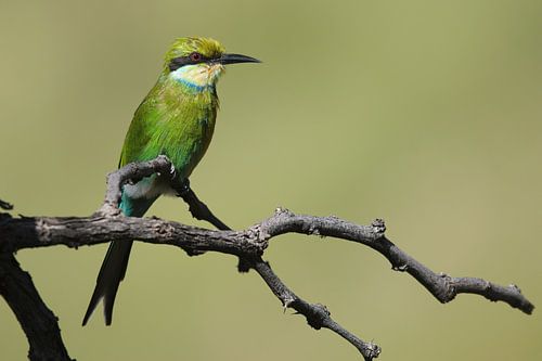 Zwaluwstaartbijeneter in het groen