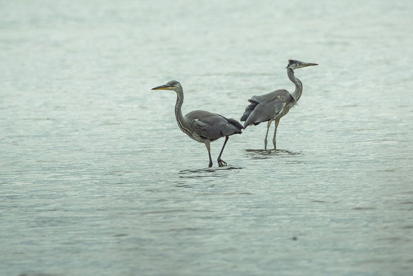 Grey Heron Meeting by Tobias Luxberg