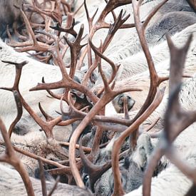 Rendieren chaos | reisfotografie fine art print | Lapland van Kimberley Jekel