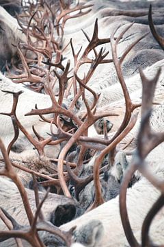 Reindeer chaos | travel photography fine art print | Lapland by Kimberley Jekel