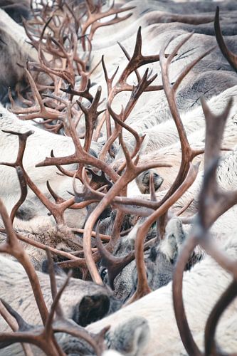 Rendieren chaos | reisfotografie fine art print | Lapland van Kimberley Jekel