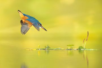 The perfect dive ... by Wim Hufkens