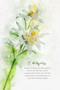Edelweiss