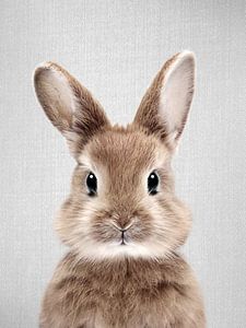 Baby Rabbit