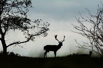 Hirschsilhouette