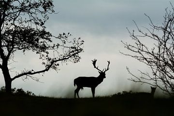 Deer silhouette by Danny Leij